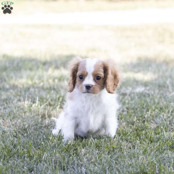 Casey, Cavalier King Charles Spaniel Puppy